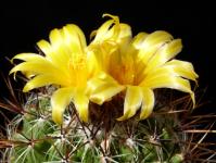 Thumbnail of 1402_Thelocactus conothelos aurantiacus_20140417-001.JPG